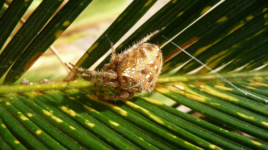 Araneus diadematus